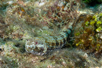 Synodus intermedius (Sand Diver)