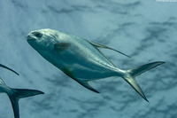 Trachinotus falcatus (Permit)