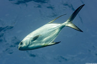 Trachinotus falcatus (Permit)