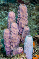 Aplysina archeri (Stovepipe Sponge)