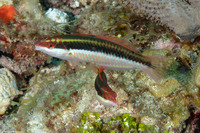 Halichoeres maculipinna (Clown Wrasse)
