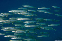 Sphyraena picudilla (Southern Sennet)