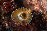 Hypsicomus sp.1 (Ruffled Feather Duster)