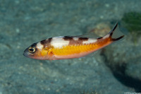 Serranus tabacarius (Tobaccofish)