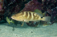Epinephelus striatus (Nassau Grouper)
