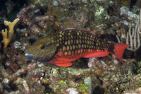 Sparisoma viride (Stoplight Parrotfish)