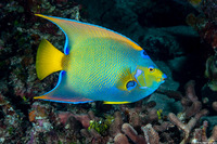 Holacanthus ciliaris (Queen Angelfish)