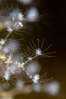 Pennaria disticha (Christmas Tree Hydroid)
