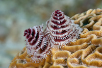 Spirobranchus giganteus (Christmas Tree Worm)
