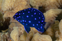 Microspathodon chrysurus (Yellowtail Damselfish)