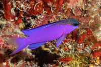 Gramma melacara (Blackcap Basslet)