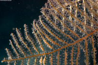 Sertularella diaphana (Branching Hydroid)