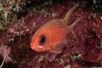 Holocentrus rufus (Longspine Squirrelfish)