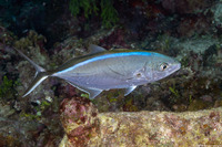 Caranx ruber (Bar Jack)