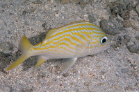 Haemulon flavolineatum (French Grunt)