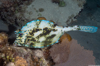 Acanthostracion quadricornis (Scrawled Cowfish)