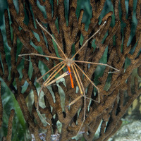 Stenorhynchus seticornis (Yellowline Arrow Crab)