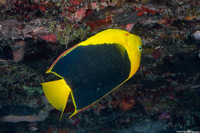 Holacanthus tricolor (Rock Beauty)