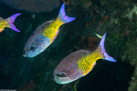 Clepticus parrae (Creole Wrasse)