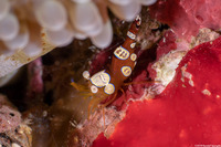 Thor amboinensis (Squat Shrimp)