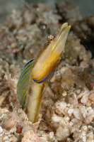 Chaenopsis ocellata (Bluethroat Pikeblenny)