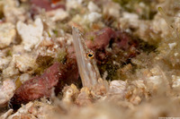 Chaenopsis ocellata (Bluethroat Pikeblenny)