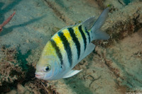Abudefduf saxatilis (Sergeant Major)