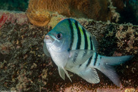 Abudefduf saxatilis (Sergeant Major)