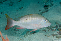 Lutjanus analis (Mutton Snapper)