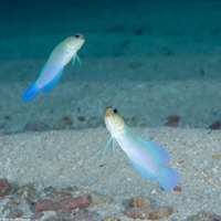 Opistognathus aurifrons (Yellowhead Jawfish)
