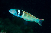 Thalassoma bifasciatum (Bluehead)
