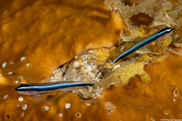 Elacatinus lobeli (Caribbean Neon Goby)