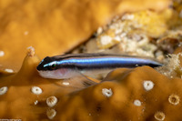 Elacatinus lobeli (Caribbean Neon Goby)