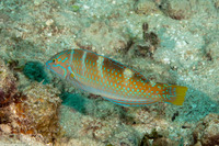 Halichoeres radiatus (Puddingwife)