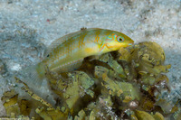Halichoeres poeyi (Blackear Wrasse)