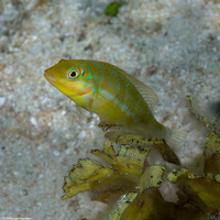 Halichoeres poeyi (Blackear Wrasse)