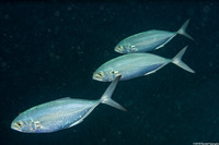 Caranx crysos (Blue Runner)