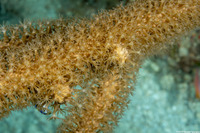 Pseudoplexaura sp.1 (Porous Sea Rod)