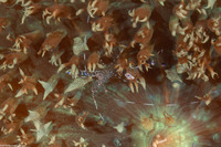 Periclimenes yucatanicus (Spotted Cleaner Shrimp)
