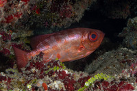 Heteropriacanthus cruentatus (Glasseye)