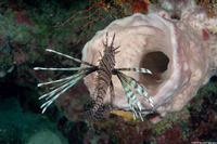 Pterois volitans (Red Lionfish)