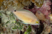 Hypoplectrus sp.1 (Juvenile Hamlets)