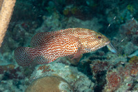 Cephalopholis cruentata (Graysby)