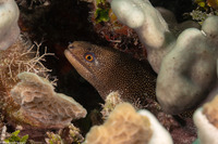 Gymnothorax miliaris (Goldentail Moray)