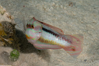Halichoeres bivittatus (Slippery Dick)