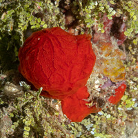 Monanchora arbuscula (Red Encrusting Sponge)