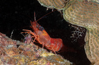 Cinetorhynchus manningi (Red Night Shrimp)