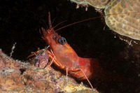 Cinetorhynchus manningi (Red Night Shrimp)
