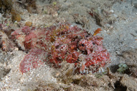 Scorpaena plumieri (Spotted Scorpionfish)