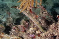 Aulostomus maculatus (Atlantic Trumpetfish)